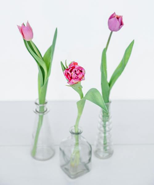 Ruffle, Double and Single Bloom