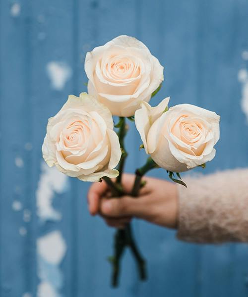 Roses