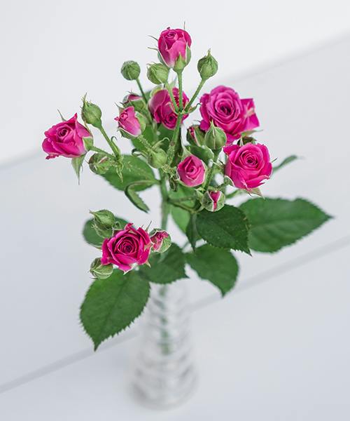 Spray Roses