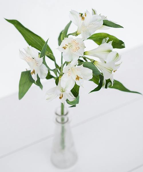 Alstroemeria