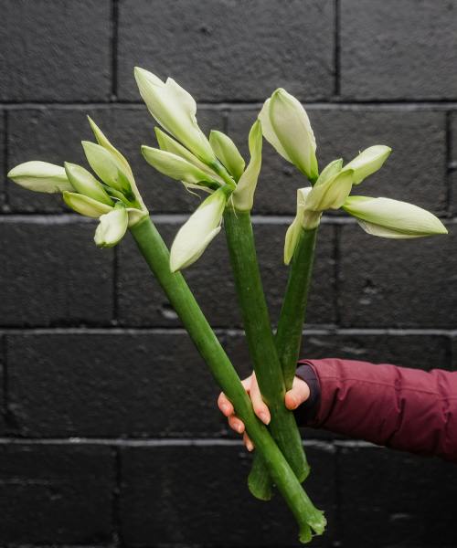 Amaryllis