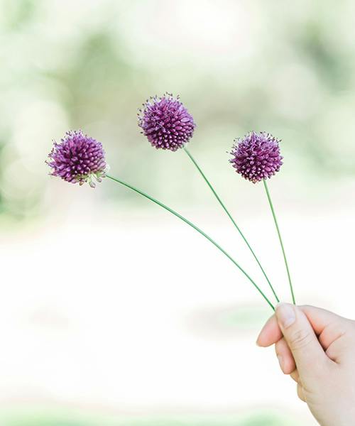 Allium