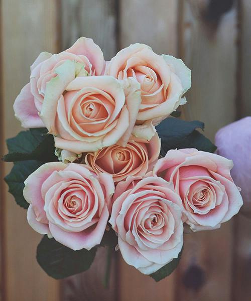 Pearl Avalanche Roses