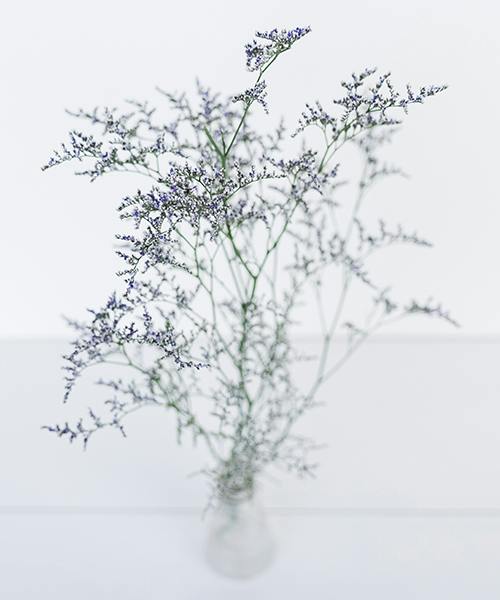 Limonium