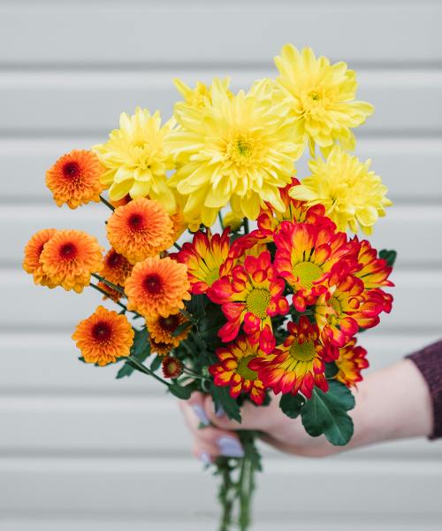Spray Mums