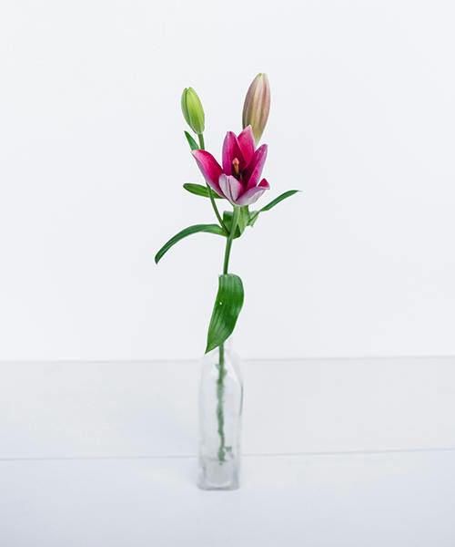 Asiatic Lilies