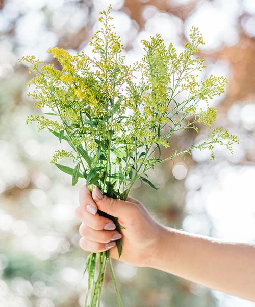 Solidago