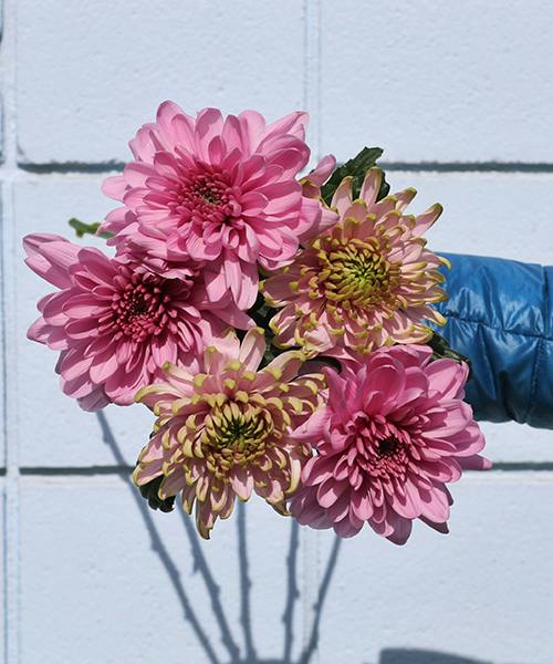 Pink Disbuds