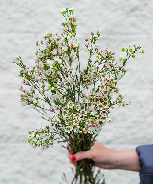 Waxflower