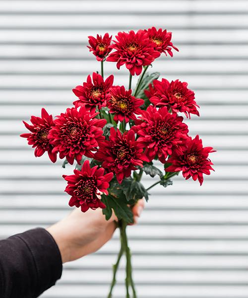 Spray Mums