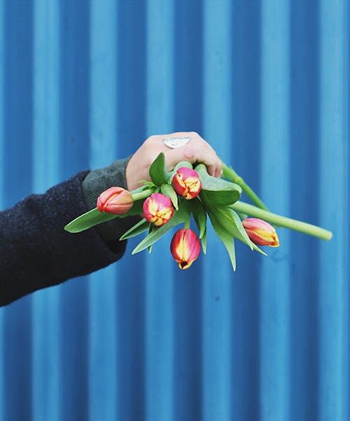 Tulips