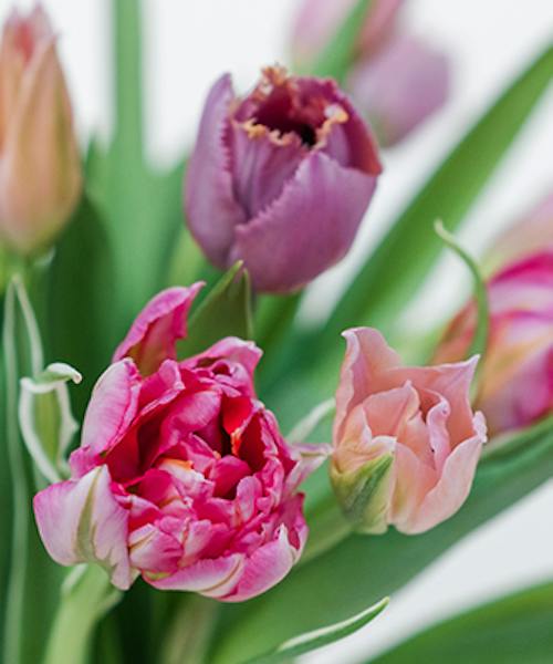Tulip Tips