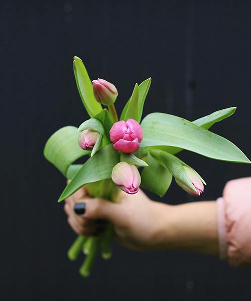 Pink Jumbo Tulips
