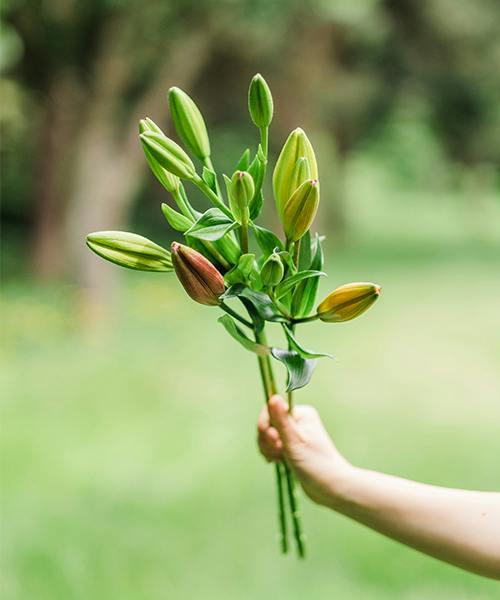 Asiatic Lilies