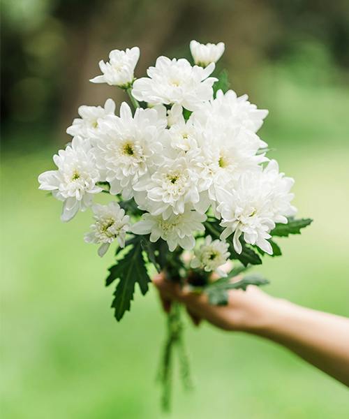 Zembla Spray Mums