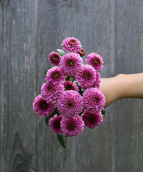 Doria Spray Mums