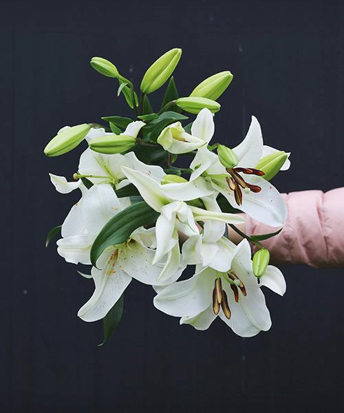 Asiatic Lilies