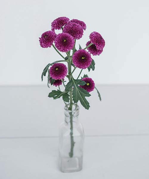 Spray Mums