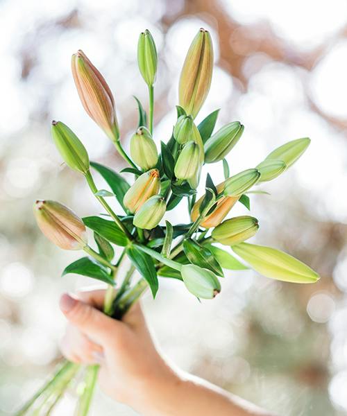 Lilies