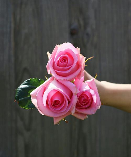 Roses