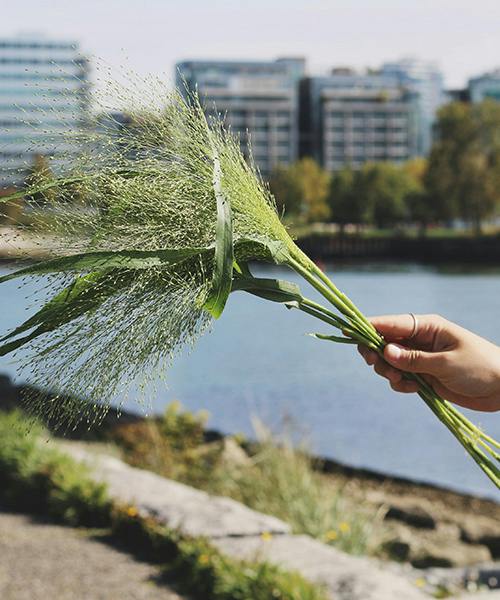 Ornamental Grass