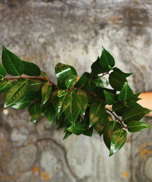 Camellia