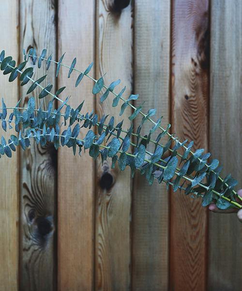Baby Eucalyptus
