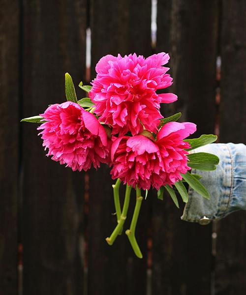 Peonies