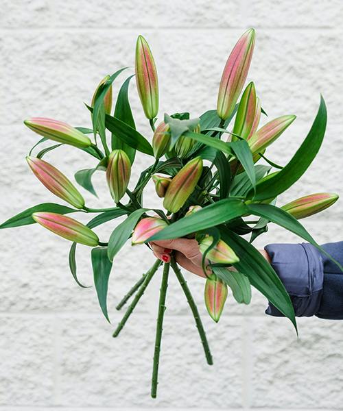 Oriental Lilies