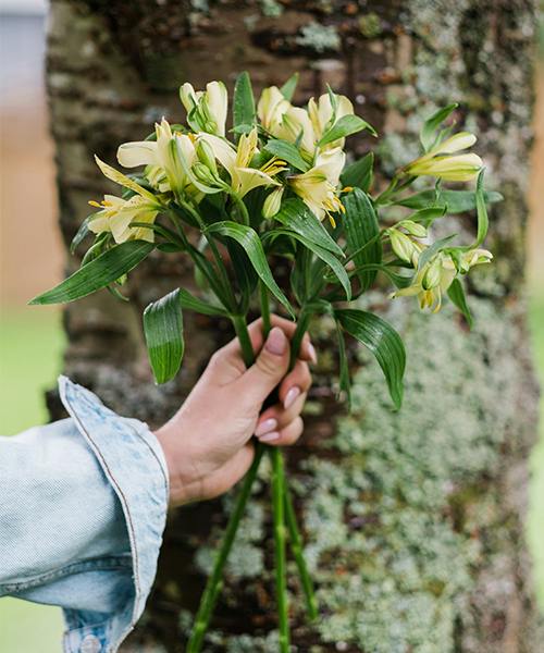Alstroemeria