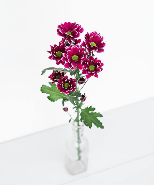Spray Mums