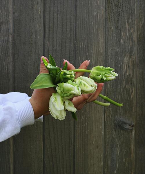 Tulips