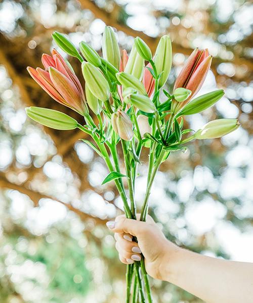 Lilies