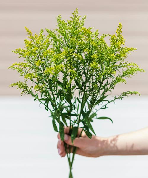 Solidago
