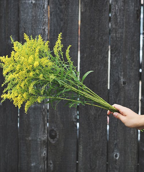 Solidago