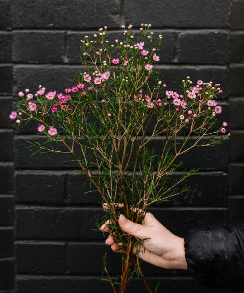 Waxflower