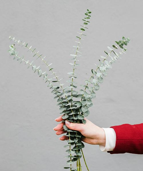 Baby Blue Eucalyptus