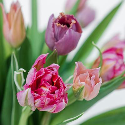 Mother's Day Kit in bloom