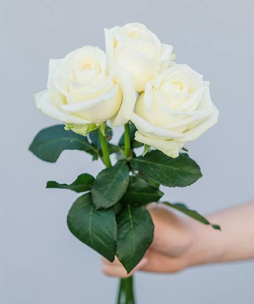 Roses