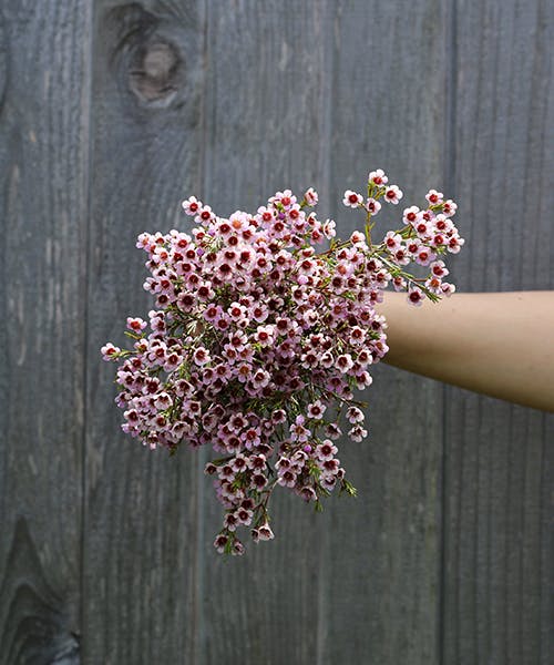Waxflower