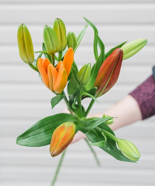 Asiatic Lilies