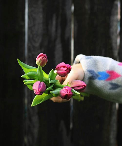 Margarita Tulips