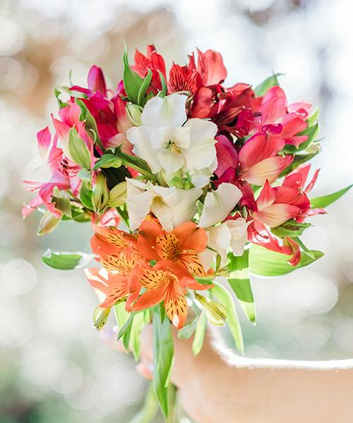 Alstroemeria