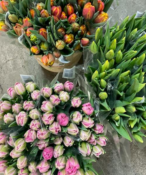 Double and Single Bloom