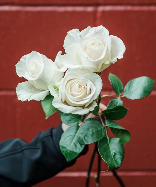 Avalanche Roses