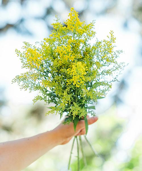 Solidago