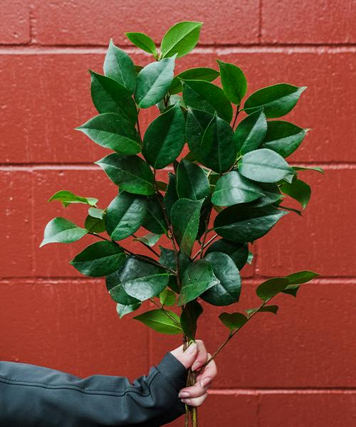 Camellia
