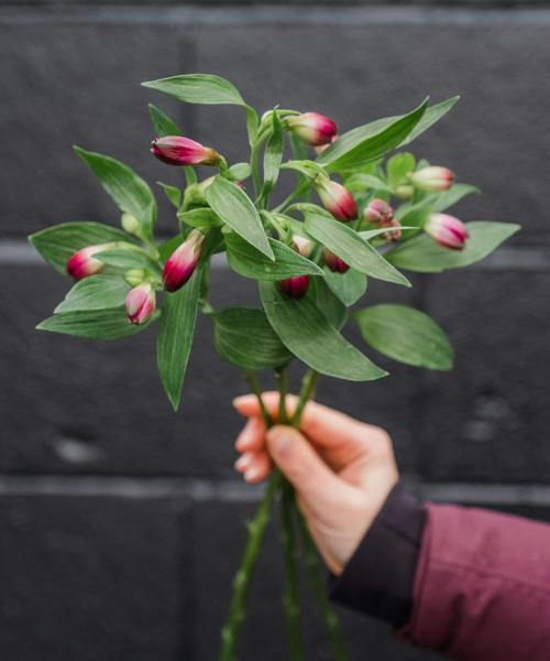 Alstroemeria