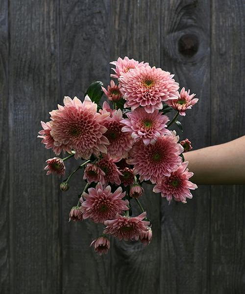 Berry Sorbet spray mums