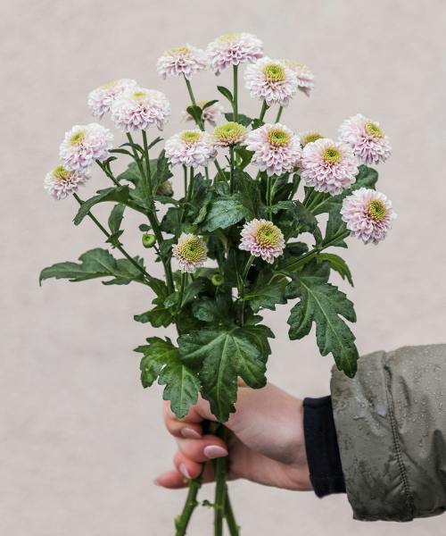 Doria Spray Mums